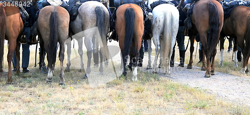 Image of Cavalry horses.