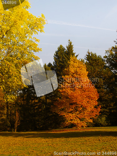 Image of autumnal park