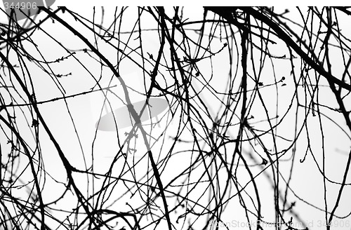 Image of Abstract tree branch silhoutte