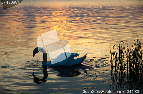 Image of Mute swan at sunset
