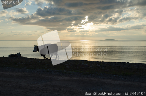 Image of Cow silhouette by the beach