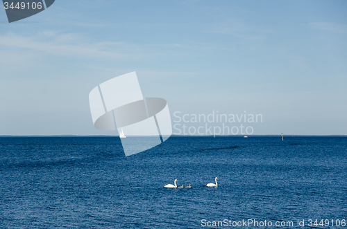 Image of Swans in blue water