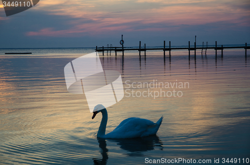 Image of Swan at twilight reflections