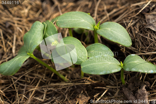 Image of Young shoots of a cucumber\r