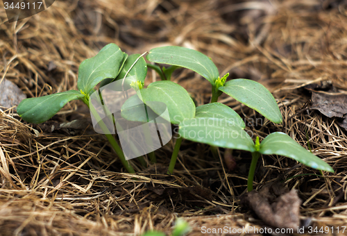 Image of Young shoots of a cucumber\r