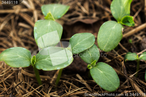 Image of Young shoots of a cucumber\n