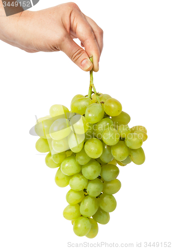 Image of Hand holding a bunch of grapes