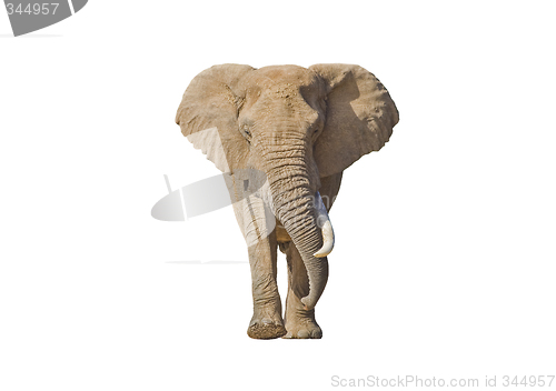 Image of Isolated Elephant