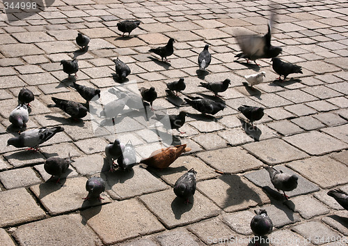 Image of City pigeons