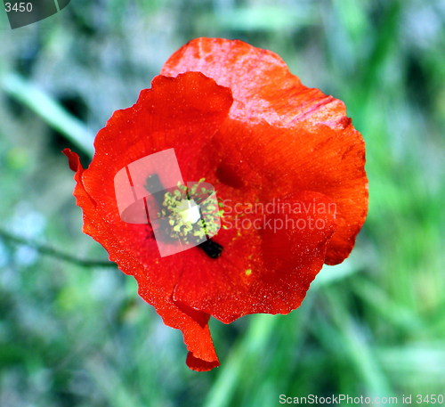 Image of Poppy red