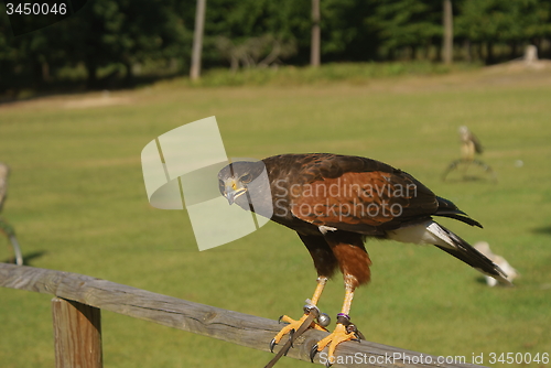 Image of Buzzard