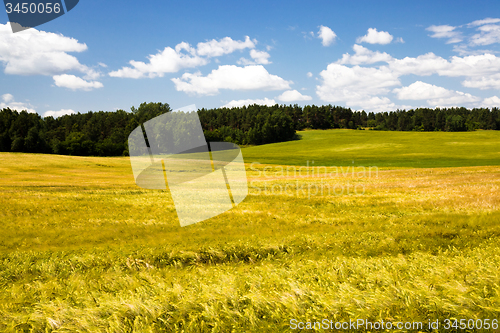 Image of  green unripe grains