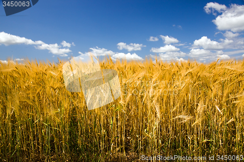 Image of  harvest company