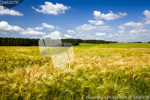 Image of  green unripe grains