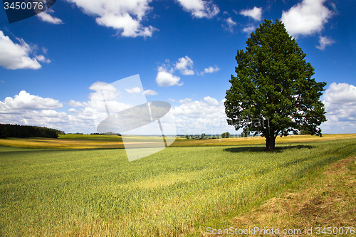 Image of tree in summer