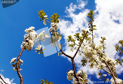 Image of   fruit tree.  