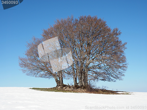 Image of round tree in winter with blue sky