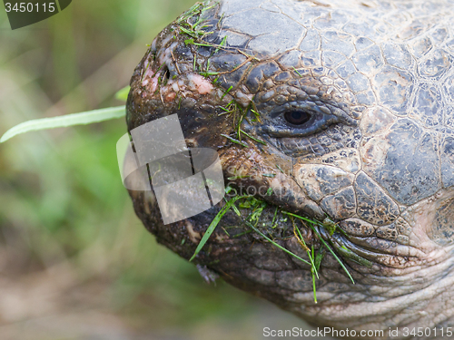 Image of Galapagos giant tortoise eating