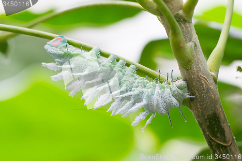 Image of Attacus atlas moth Caterpillar