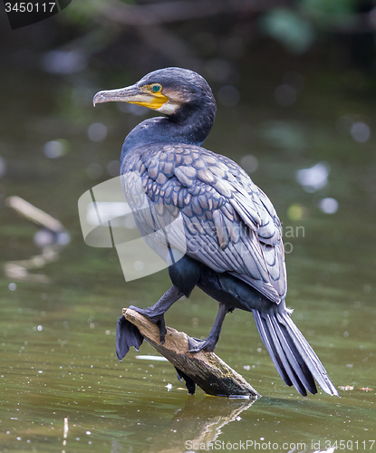 Image of Cormorant, single bird perched on branch