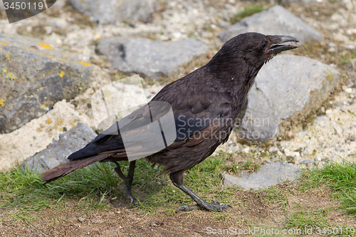 Image of Black Crow