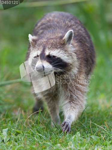 Image of Close-up portrait of an adult raccoon