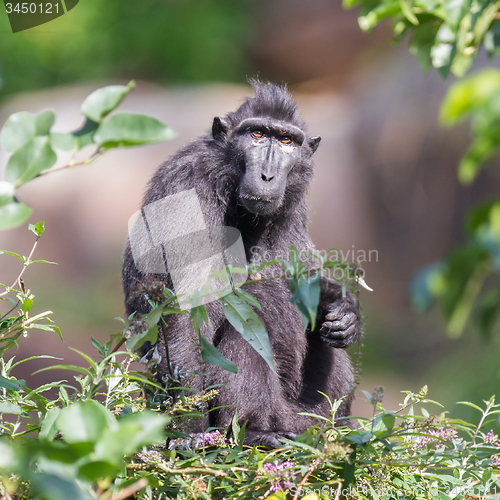 Image of Adult Celebes crested Macaque