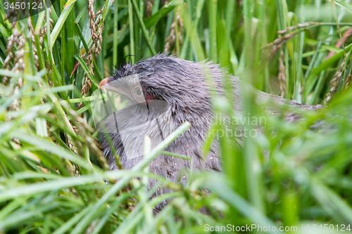 Image of Bird on it\'s nest