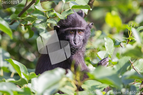 Image of Young Celebes crested Macaque