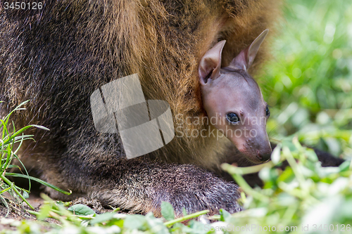Image of Wallaby with a young joey 