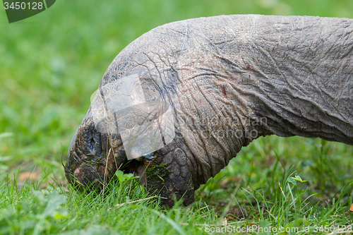 Image of Galapagos giant tortoise eating