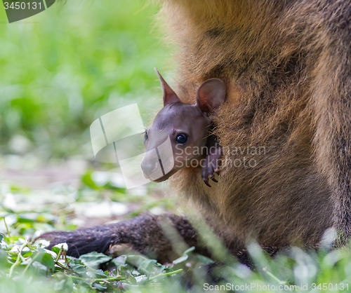 Image of Wallaby with a young joey 