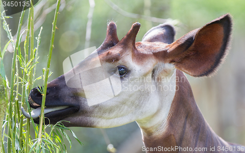 Image of Close-up of an okapi eating