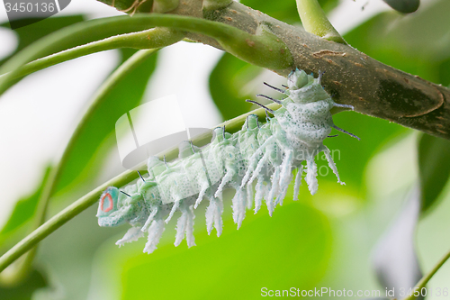 Image of Attacus atlas moth Caterpillar