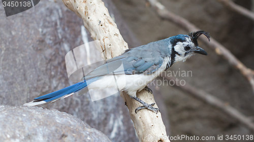 Image of Blue bird (Calocitta formosa) perching on a branch