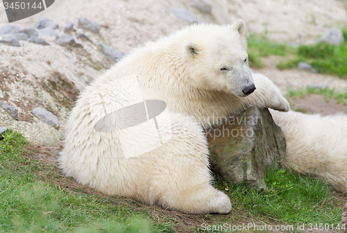 Image of Young polarbear resting