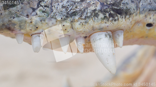 Image of Close-up of crocodile teeth, upper jaw