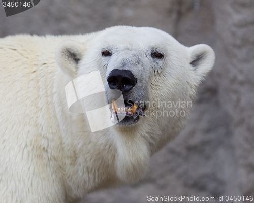 Image of Close-up of a polarbear (icebear)