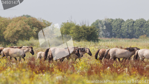 Image of Konik horses