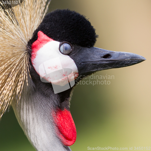 Image of Close-up of a crowned crane