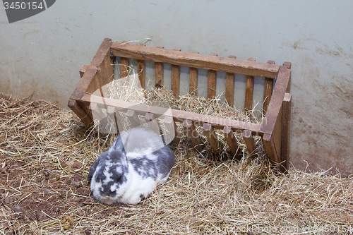 Image of Rabit resting