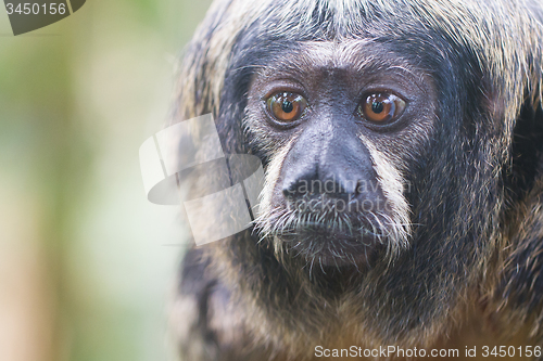 Image of Small monkey, selective focus