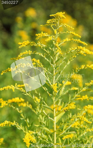 Image of Canadian goldenrod