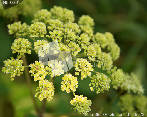 Image of Apiaceae