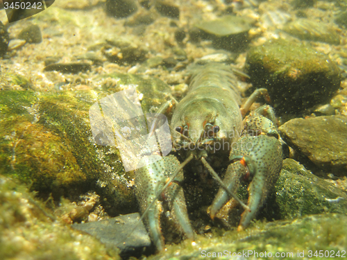 Image of river blue cancer in water