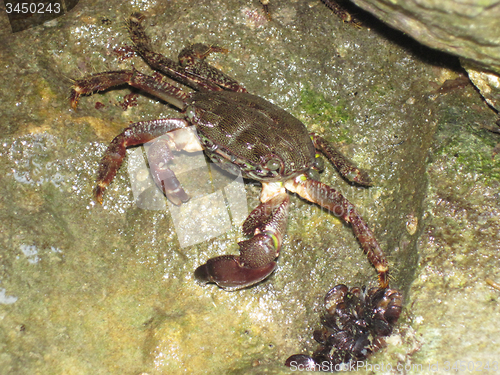 Image of crabsfrom Bulgarian beach
