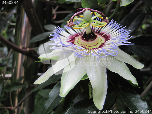 Image of very nice passion flower