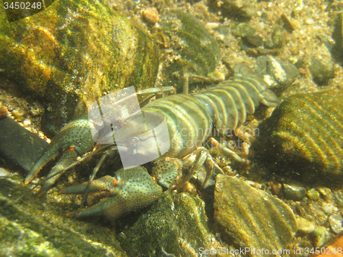 Image of river blue cancer in water