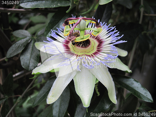 Image of very nice passion flower