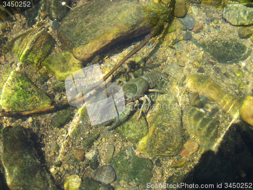 Image of river blue cancer in water